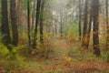 Pines in the forest with misty morning Royalty Free Stock Photo