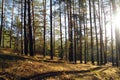 Pines in the forest with misty morning Royalty Free Stock Photo