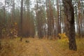 Pines in the forest with misty morning Royalty Free Stock Photo