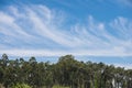 Pines of a forest near the coast of Galicia