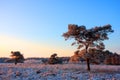 Pines on frozen heath Royalty Free Stock Photo