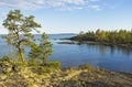 Pines on the granite slope on the shore of Ladoga Lake, Karelia, Russia.