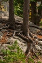 Pines growing on rocks and stones Royalty Free Stock Photo