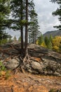 Pines growing on rocks and stones Royalty Free Stock Photo