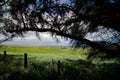 Pines on Kohala Mountain Road, Waimea