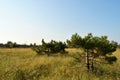 Pines among meadow flowers