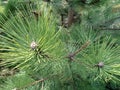 Pines in the middle of spring Royalty Free Stock Photo