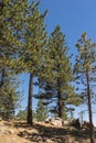 Pines in National Forest Royalty Free Stock Photo