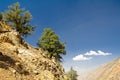 Pines of pamir mountains