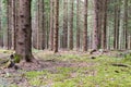 Pines in Pineforet