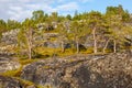 Pines on rocks in Norway