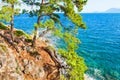 Pines on the rocky coast near Kemer, Turkey Royalty Free Stock Photo