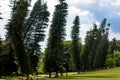 Pines in Royal Botanic Gardens. Kandy, Sri Lanka