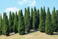 Pines in royal flora garden