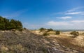 Pines and sand dunes on the Curonian Spit, Russia Royalty Free Stock Photo