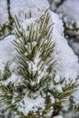 Pines and snow on a cold winters day Royalty Free Stock Photo