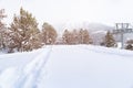 Pines in the snow and footpath in deep snow