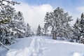 Pines in the snow and footpath in deep snow