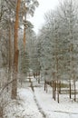 Pines with snow and path in the winter park Royalty Free Stock Photo