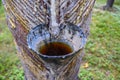 Pines tree sap to get the pine resin