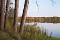 Pines and trees in autumn color along the shore of a calm northern Minnesota lake at sundown Royalty Free Stock Photo