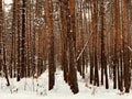 Pines trees in Ukraine stand tall in the winter snow Royalty Free Stock Photo