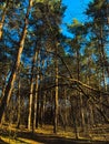 Pines in the Ukrainian forest in the rays of light