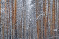 The pines under the snow in the dense forest. A charming winter background. Winter time