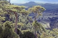 Pines and vegetation in the Sierra de Gudar Javalambre