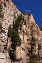 Pines Wind up a New Mexico Canyon Cliff