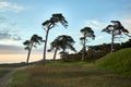 Pines at windy Baltic sea shore in Liepaja, Latvia Royalty Free Stock Photo