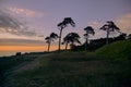 Pines at windy Baltic sea shore in Liepaja, Latvia Royalty Free Stock Photo