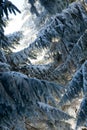 Pines during winter season, Bulgaria