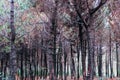 Pines Wood