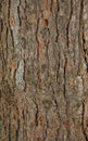Pinetree bark texture Royalty Free Stock Photo