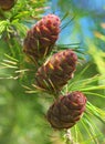 Pinetree branch with cones
