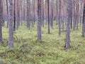 Pinetree forest in Poland Royalty Free Stock Photo