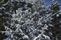 Pinetree with a lot of snow during a winter in Gredos Avila Spain