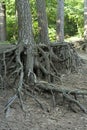 Pinetree root