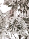 A pinetree under the very thick layer of snow close up Royalty Free Stock Photo