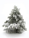 Pinetree in Winter Snow