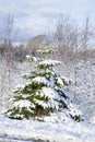 Pinetrees filled with snow Royalty Free Stock Photo