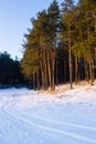 Pinetrees winter landscape Royalty Free Stock Photo