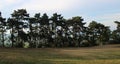 Pinewood forest with blue sky