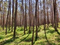 Pinewood forest in sunshine