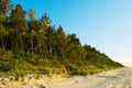 Pinewood growing on dunes at Baltic coast. Scots or Scotch pine Pinus sylvestris trees in evergreen coniferous forest. Royalty Free Stock Photo