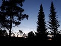 Pinewood and spruce trees in the night.