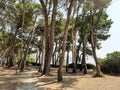 Pinewood in summer in the Cilento in Italy.