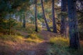 Pinewoods on the Beach Royalty Free Stock Photo
