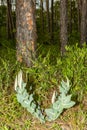 Pinewoods Milkweed - Asclepias humistrata Royalty Free Stock Photo